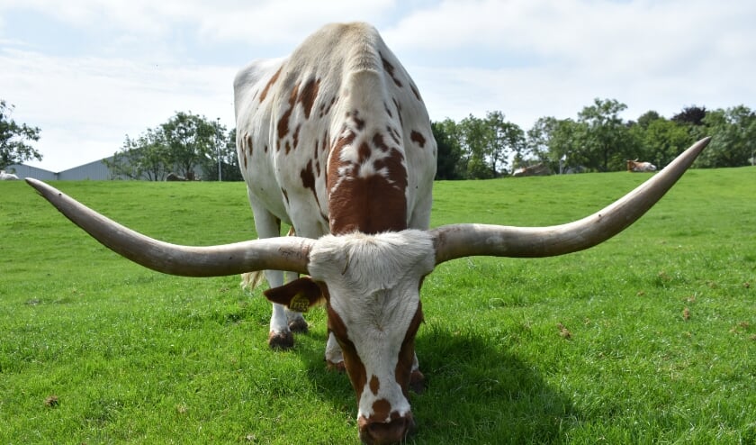 <p><strong>Op het terrein van Olsthoorn-ranch aan de Galgeweg 3 in Naaldwijk moet een waterberging worden aangelegd, maar uit recent onderzoek blijkt dat de ondergrond teveel water doorlaat. Foto: (WB) </strong></p>