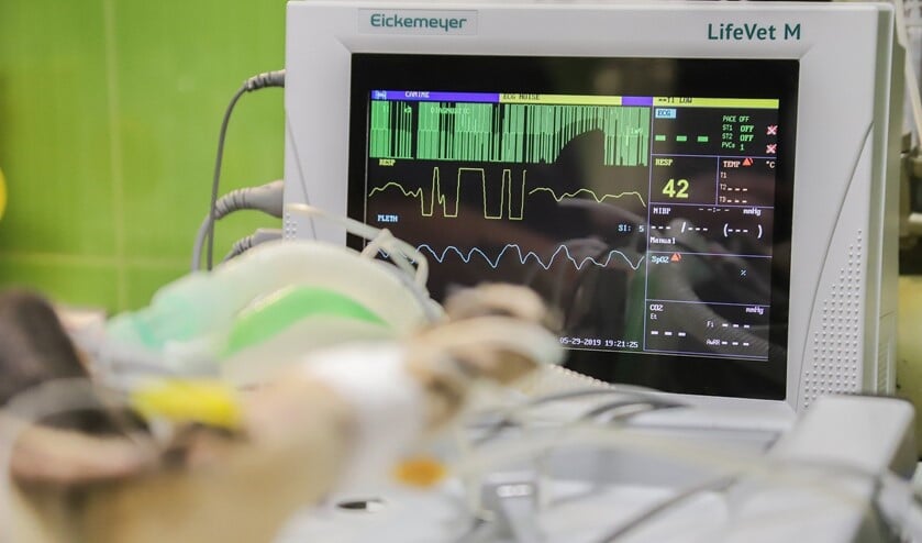 <p>Bij sommige ritten van de dierenambulance is spoed geboden.</p>