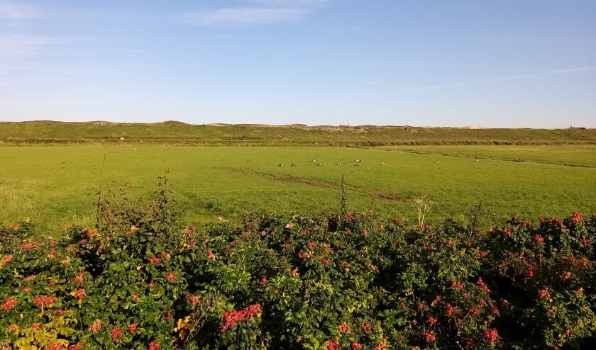 <p>Met de bouw van de woningen komen volgens de initiatoren van de petitie de natuurwaarden in de knel. Foto: (PR)</p>