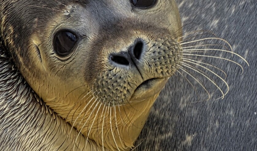 <p>Het aandoenlijk snoetje met grote ogen heeft een hoog aaibaarheidsgehalte en de Nederlander heeft een reflex ontwikkeld een zeehond te willen redden. Verstoring en daarna kidnapping kwamen steeds vaker voor.</p>