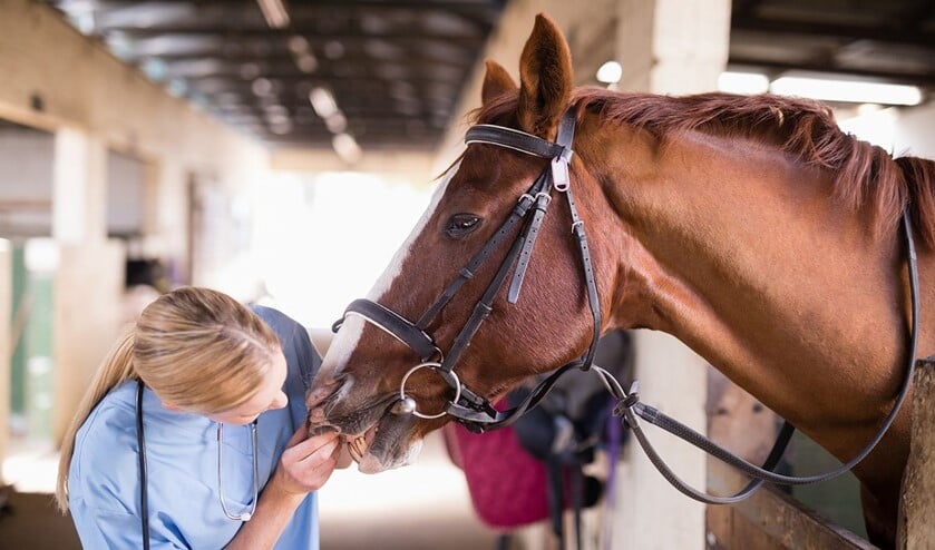 Female vet checking horse teeth while standing in stable