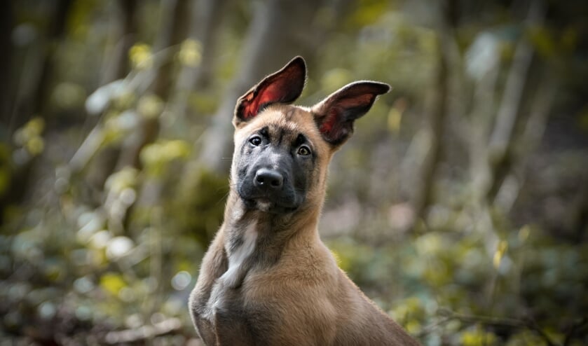 Denk goed na over de aanschaf van een hond.