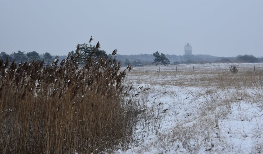 <p>Duingebied Solleveld werd zaterdag bedekt onder een witte deken. Foto: (WB)</p>