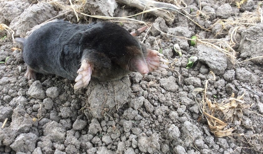 <p>De mol is een belangrijk onderdeel van het ondergrondse ecosysteem </p>