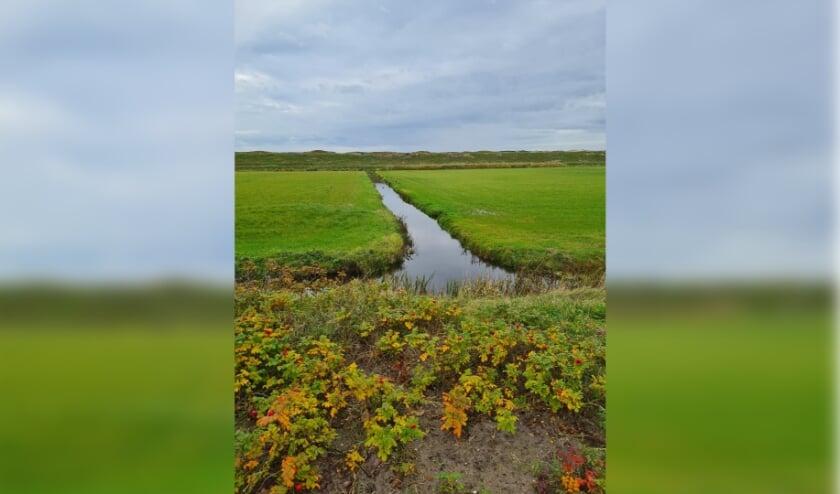 <p>De petitie 'Behoud duinvallei Watergat' op Petities.nl telt inmiddels 3.359 ondertekeningen. Foto: (PR)</p>