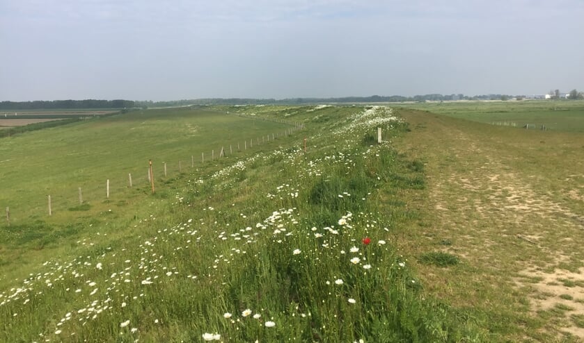 <p>Een blik op de Gorsdijk laat zien hoe een dijk verschillende biotopen kan herbergen. (Foto: PR) </p>
