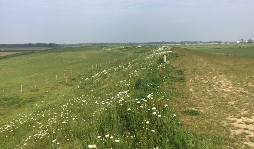 <p>Bloemenweelde op de gorsdijk. Foto: Water Natuurlijk.</p>