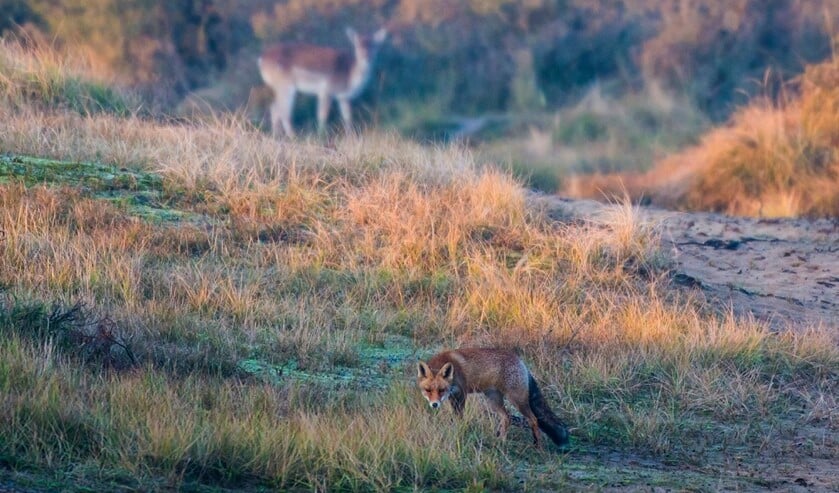 <p>vos en damhert in de duinen</p>