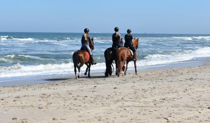 <p>In Westland zijn paarden in de zomermaanden welkom op het strand als het onder de 18 graden is of als het regent. Foto: (WB)</p>
