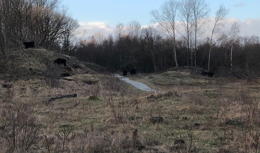 <p>In de duinen zullen beheerklussen plaats gaan vinden met hulp van de jeugd (Foto: MdN)</p>
