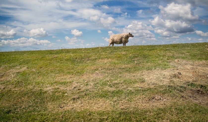 <p>Een schaap op een van de vele dijken in de regio. (Foto: Ruud Sies)</p>