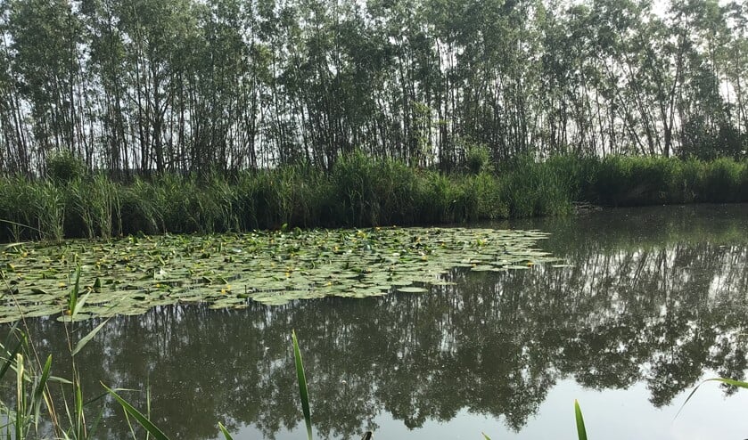 <p>Een kreek in het gebied van Hollandse Delta (Foto: Water Natuurlijk)</p>