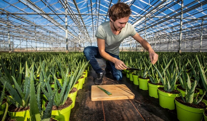 <p>Aloë Vera-kwekerij Dr. Green is de eerste leverancier voor Plant a Friend Westland. Archieffoto: (PR/Thierry Schut)</p>