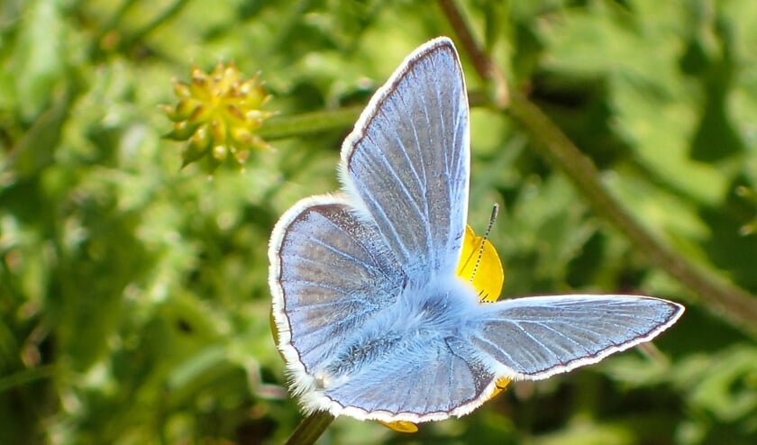 <p>Icarusblauwtje. </p>