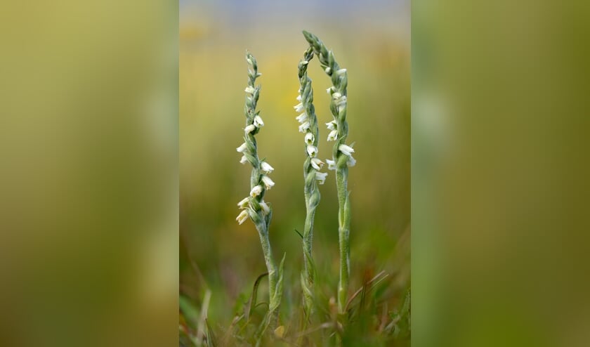 <p>Herfstschroeforchis op de Hompelvoet in de Grevelingen</p>