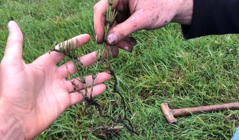 Boeren bekijken de wortels van planten voor beter bodembeheer.