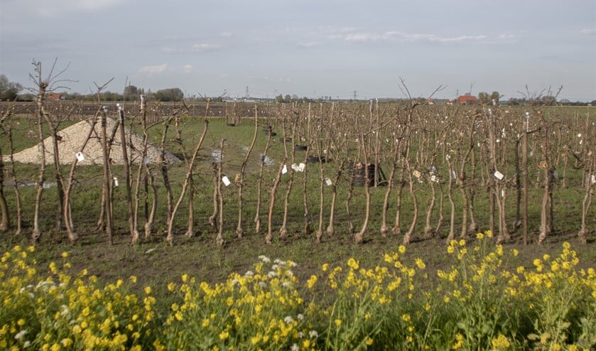 <p>Recent werden circa 1600 fruitbomen geplant. </p>