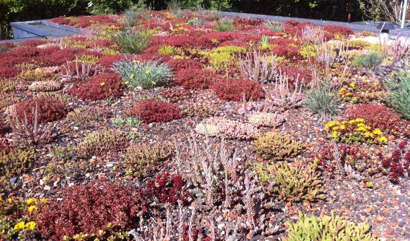 <p>Een Sedum plus dak met kruiden en siergrassen, water bergend vermogen van meer dan 30 liter per m2. </p>