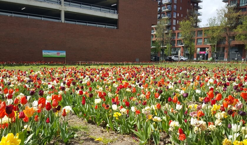 <p>Help polio uit te bannen en bestel de End Polio Now Tulpen </p>