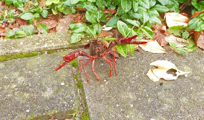 <p>(Foto: Herman van der Kraan) </p>