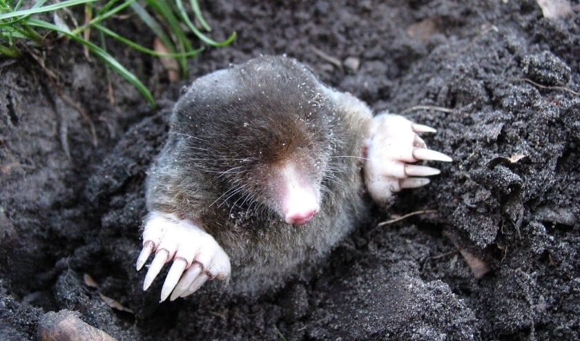 <p>De soort van dit seizoen is de mol </p>