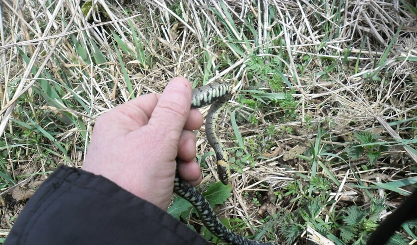 <p>Ringslangen zijn zeldzame dieren en zijn wettelijk beschermd </p>