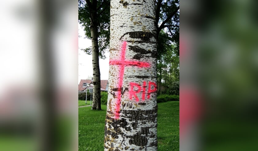 <p>De omstreden kap van de abelen heeft tot nu toe veel voeten in de aarde.</p>