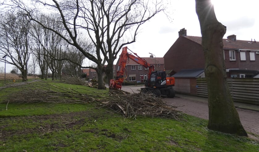 <p>Bomen langs de Petteplas werden gekapt.</p>