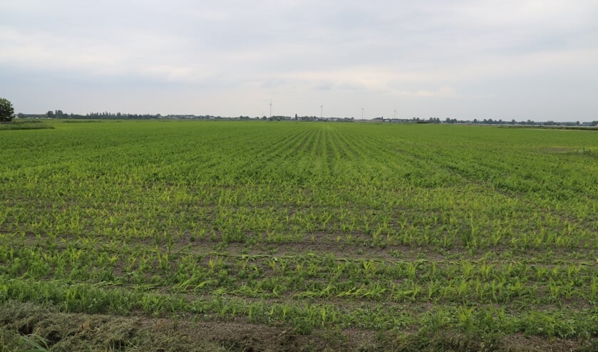 De plaats waar het moet gebeuren, de bouw van 9000 woningen in het Vijfde Dorp. (tekst en foto: Erik van Leeuwen)