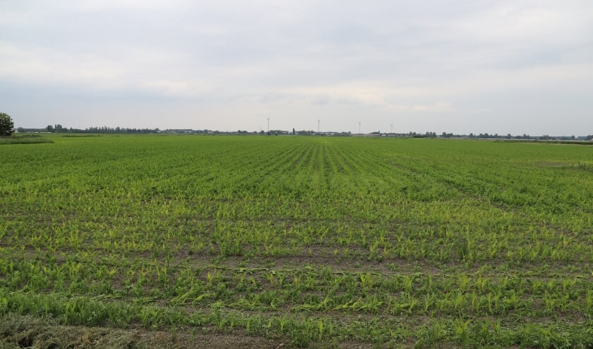 <p>Dit moet helemaal vol komen te staan met huizen.</p>