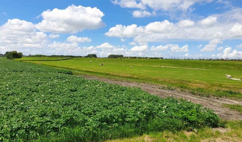 Over de Moerkapelse Herenweg richting het Bentwoudpad.