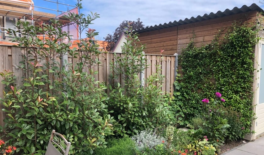 <p>Ruud Vink woont in Waddinxveen en houdt de tuin zo groen mogelijk. </p>