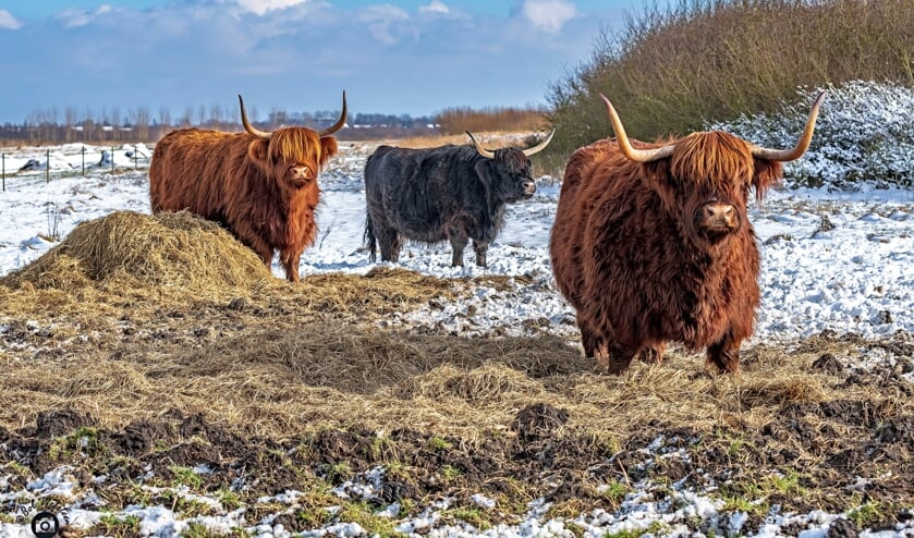 <p>Grazers in het Bentwoud.</p>