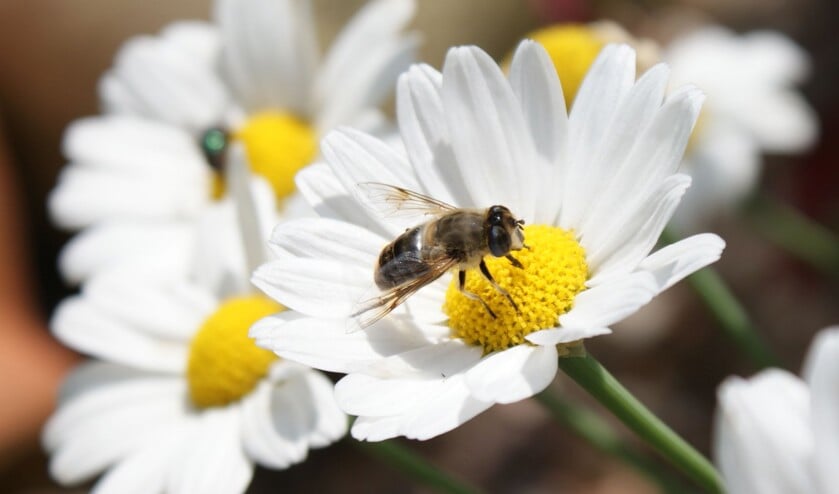 Op 6 juni 2020 gaat de tuin van Heleno Kruiden weer open