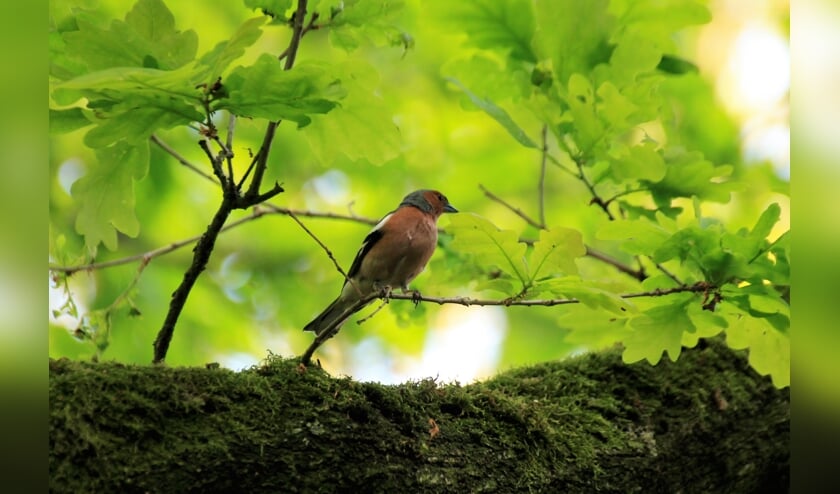Bij Buitenplaats Zevenhutten is de natuur nooit ver weg.