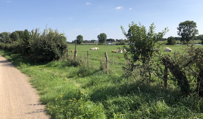 In de maasheggen vallen regelmatig gaten. Deze wil de gemeente herstellen. (Foto: Jos Gröniger)