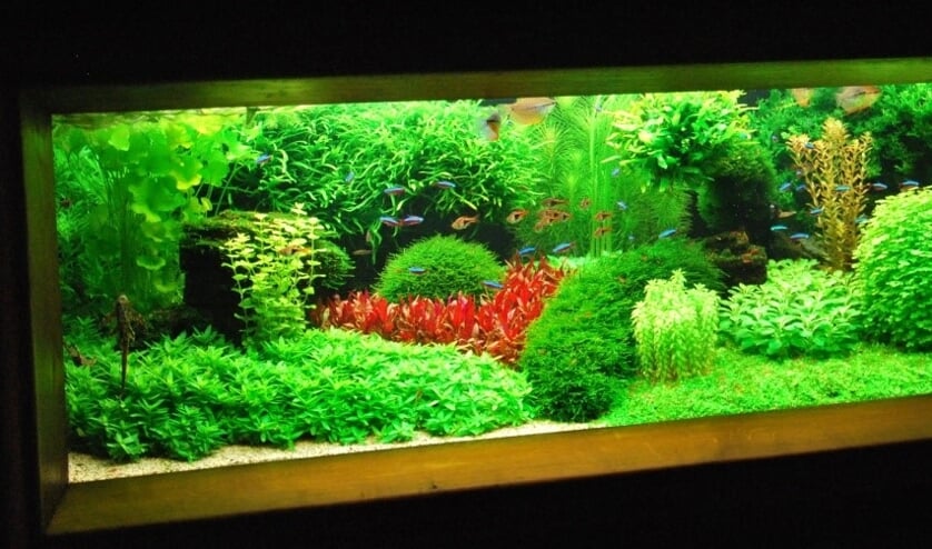Landskampioen bij Aquarium en Terrarium vereniging Xiphophorus uit Oss.