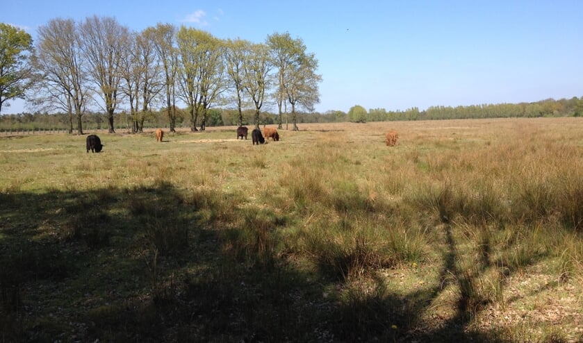 Natuurgebied de Maashorst.
