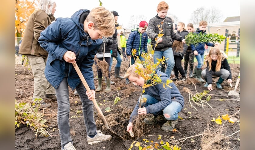 Tiny Forest 't Bosje aangelegd op schoolplein Lithoijen