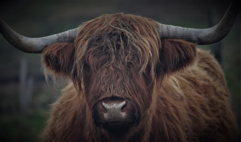 Schotse Hooglander