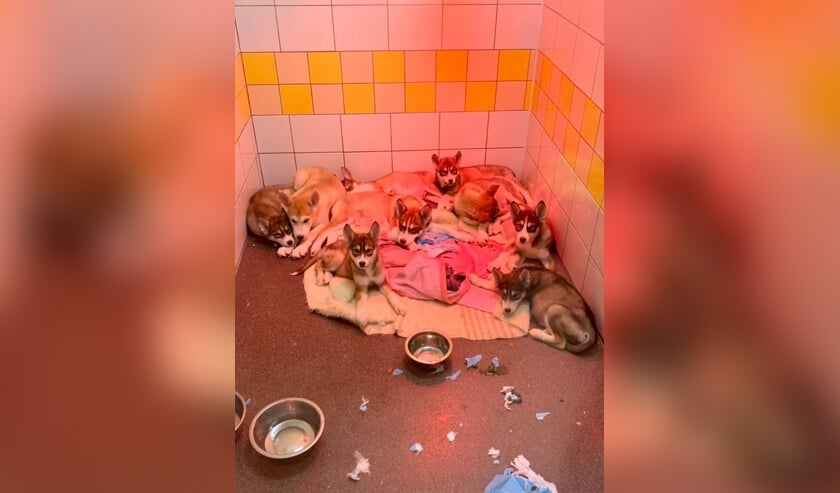 De gedumpte hondenpups.