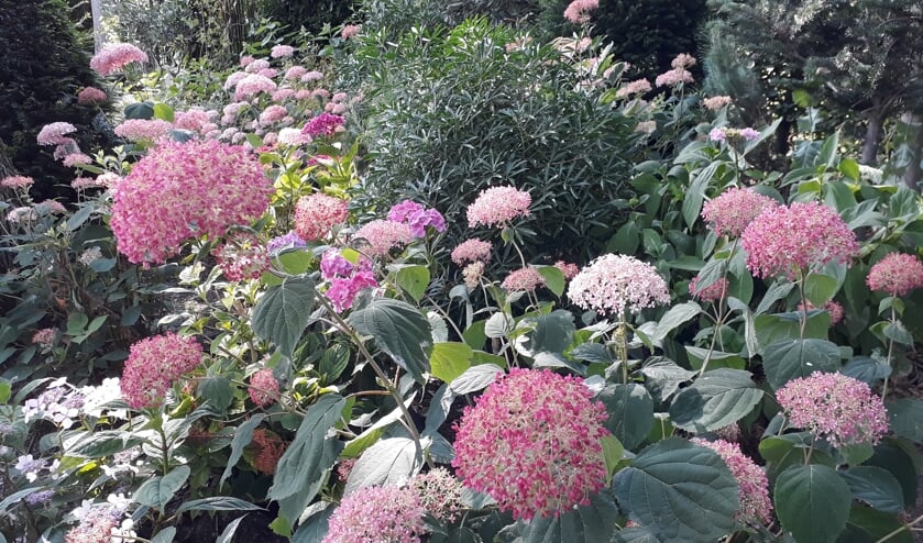 Welke plantgroep plaats ik naast de andere?