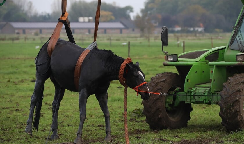 Paard in de sloot in Maren-Kessel. (Foto: Gabor Heeres / Foto Mallo)
