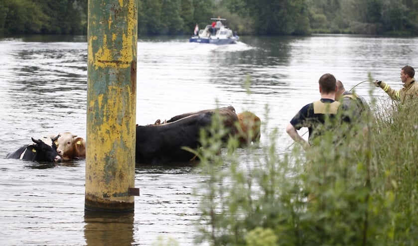 Stieren zijn vanmiddag de Maas ingerend nadat één van de dieren de rest wilde bespringen.