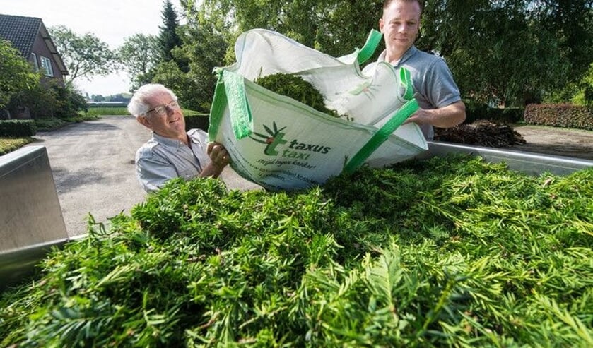 In strijd tegen kanker gaat Stichting Taxus Taxi ook dit jaar weer zo veel mogelijk taxussnoeisel ophalen in de regio.