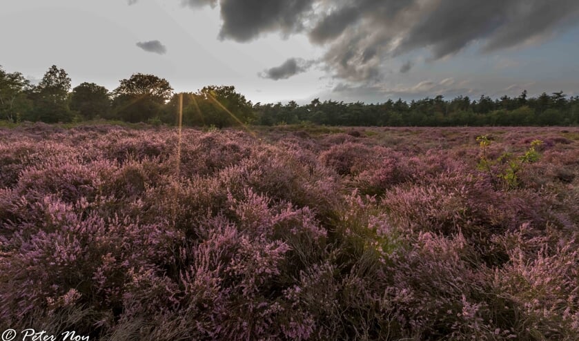 <p>De Slabroekse heide met bossen op de achtergrond.</p>