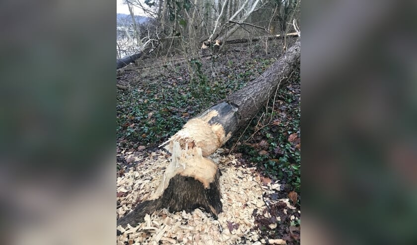 'Vraatzuchtige bevers vernielen omgeving Mookerplas'