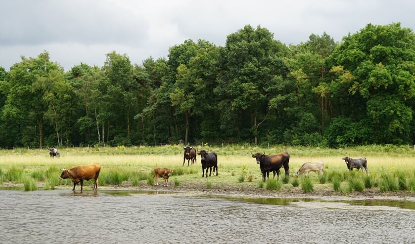 Taurossen in De Maashorst. (Foto: Twan Teunissen)