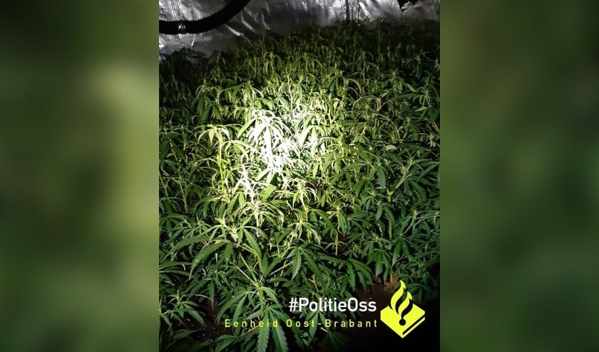 Eén van de kamers met hennepplanten. (Foto: Facebook politie Oss)