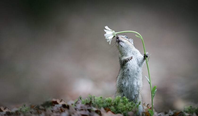 <p>De winnende foto van Alex Pansier.</p>